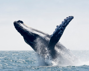 Kona whale watch tour