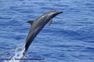 Dolphins and whales of Hawaii